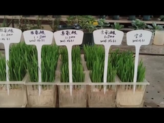 Leucina e histidina para las raíces