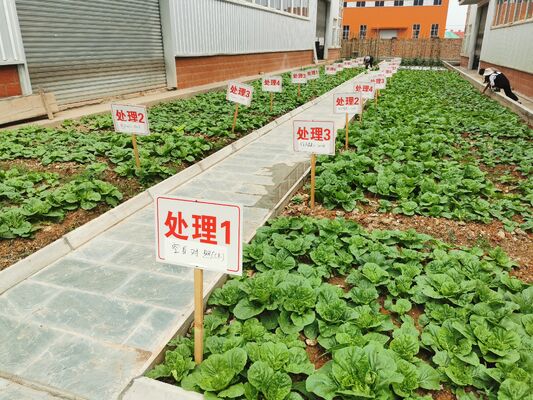 Proteolytic Enzyme Complex with Enhanced Stability and 5000 U/g Activity for Industrial Protein Degradation - OMRI Certified